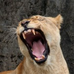 Inner Lioness