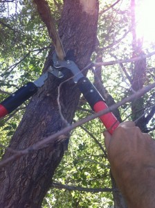 tree trimmin vertical