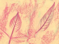 leaves