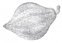 foodrules_sketch