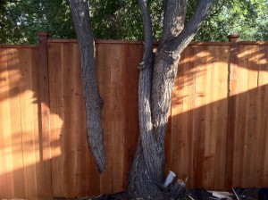 fence_in_progress