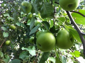 apples