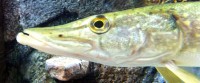 fish stone