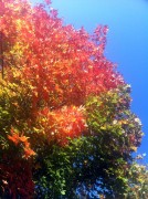 new_season
