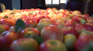 apple_bonanza