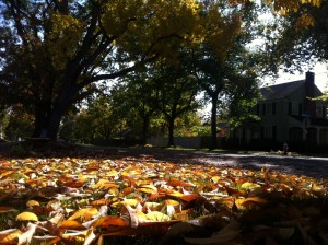 leaves_low
